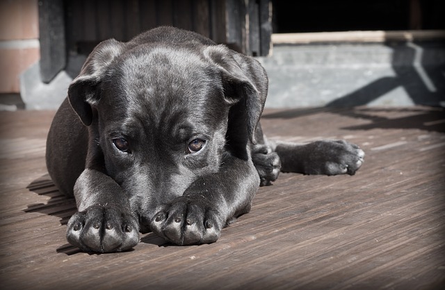 Shy black lab puppy